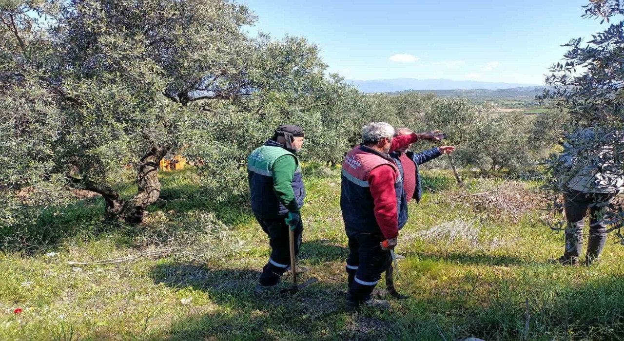 Karacasu Belediyesinden zeytin ağaçlarına bahar bakımı