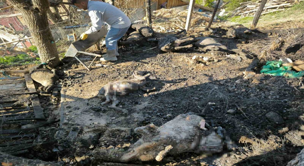 Karamanda çıkan yangında 11 küçükbaş hayvan telef oldu