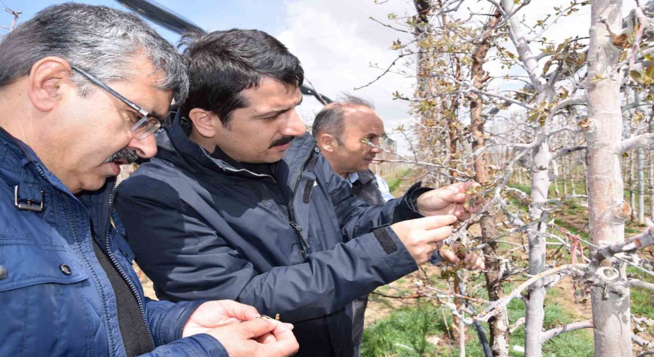 Karapınarda zirai don sonrası tarım alanlarında incelemelerde bulundu