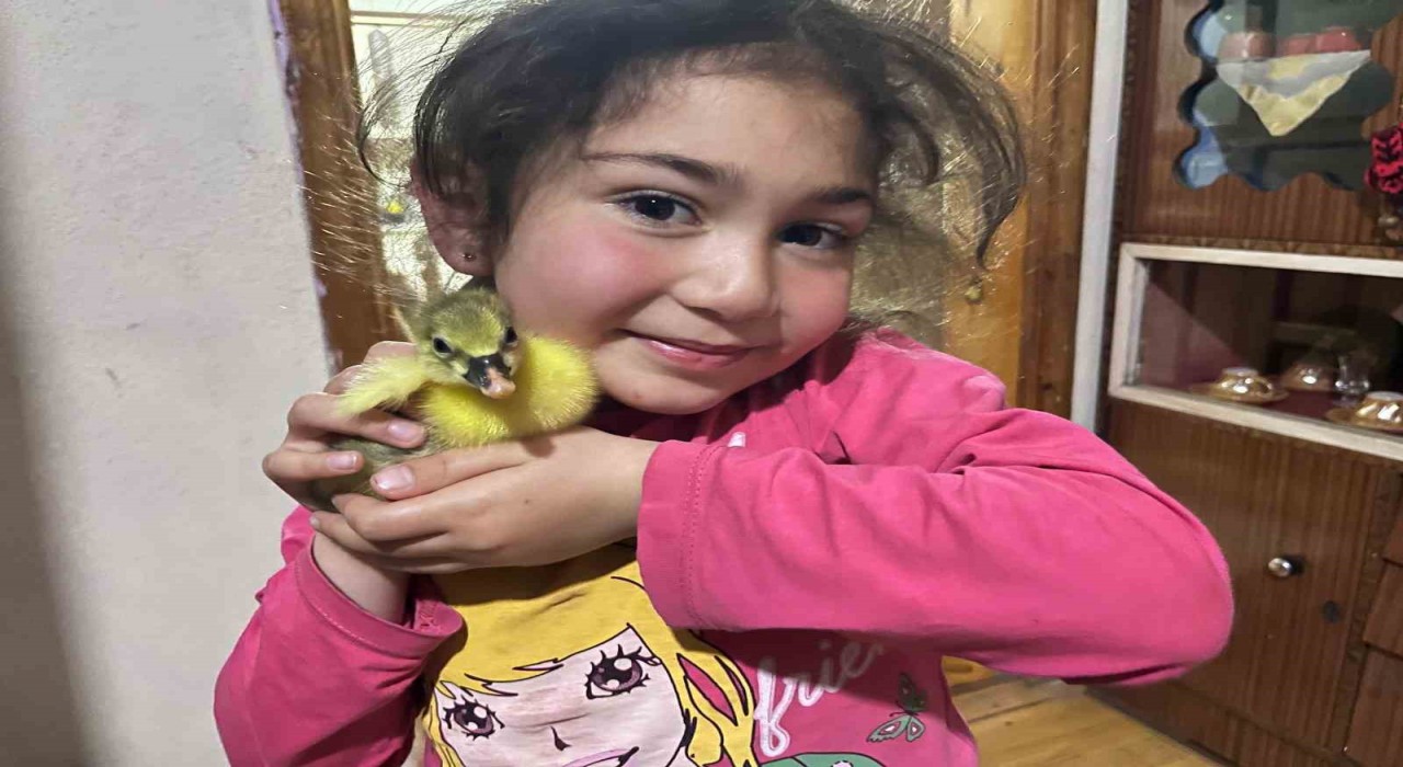 Karsta kazalar kuluçkaya yattı, yılın ilk yavruları çıktı