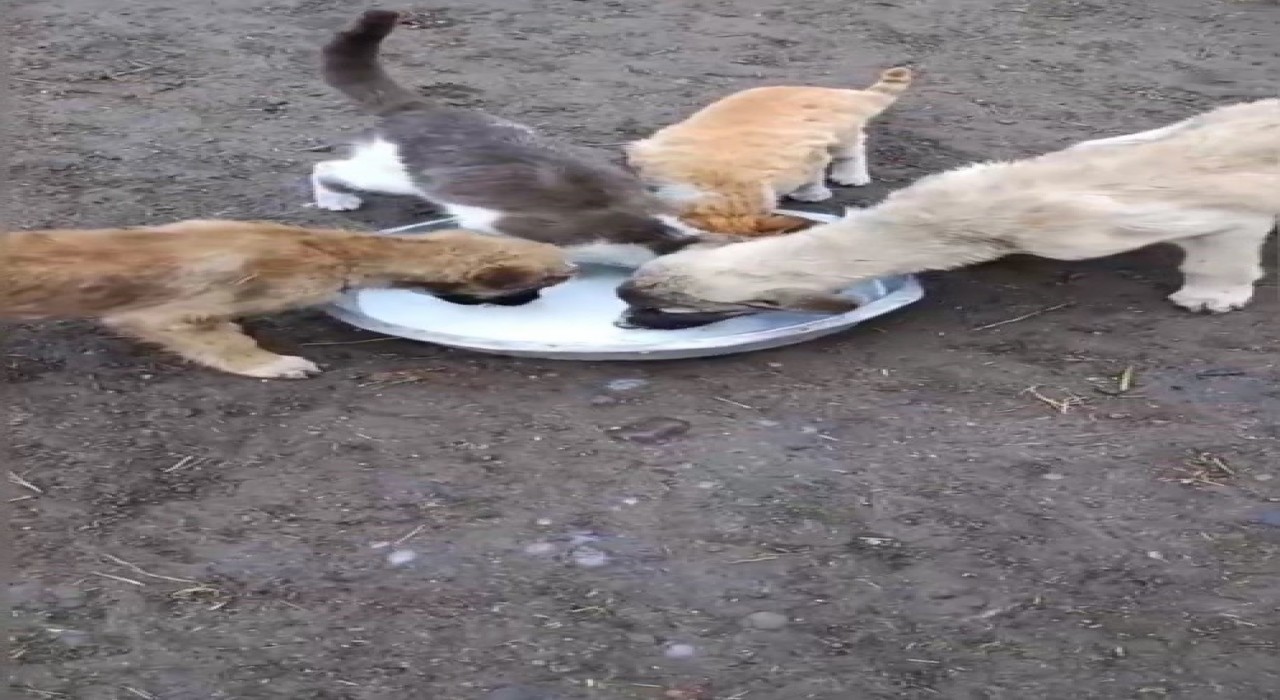 Karsta sımsıcak dostluk: Kedi ile köpek aynı kaptan süt içti