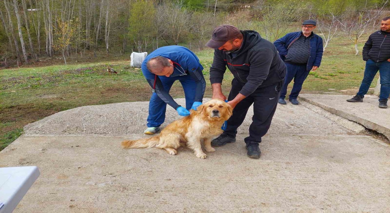 Kastamonudaki sahipli köpekler mikroçiple kimliklendiriliyor