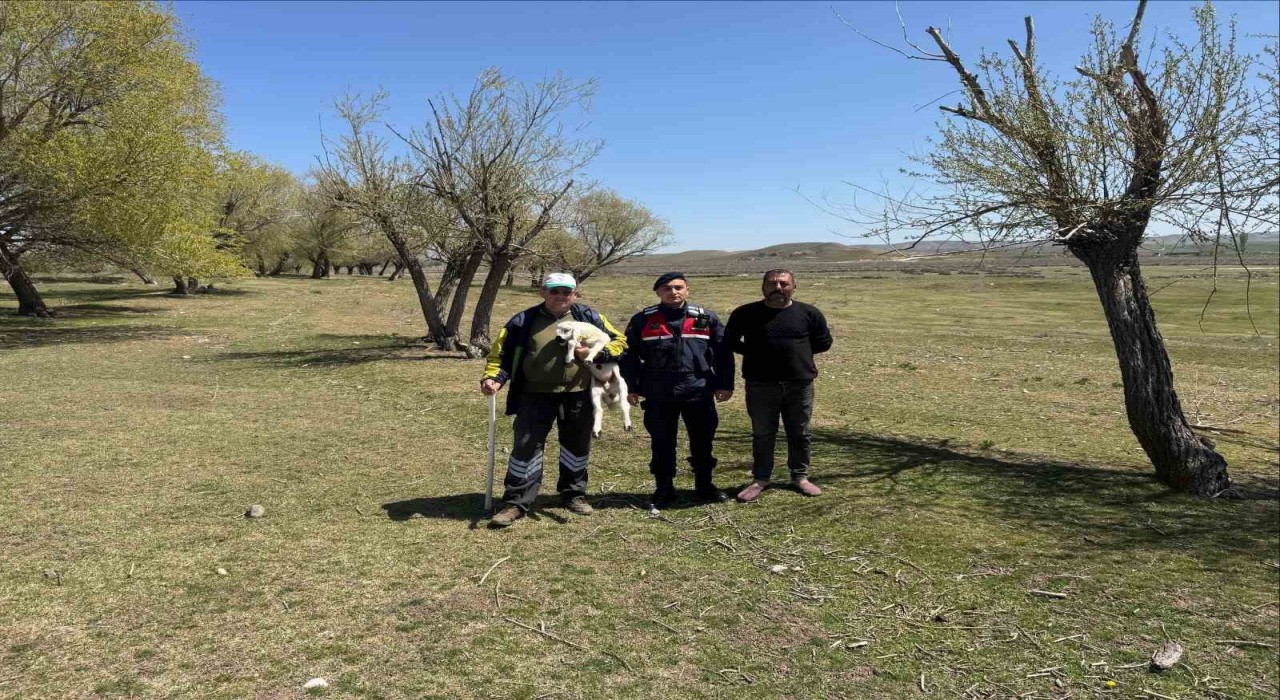 Kayıp küçükbaş hayvanı jandarma buldu