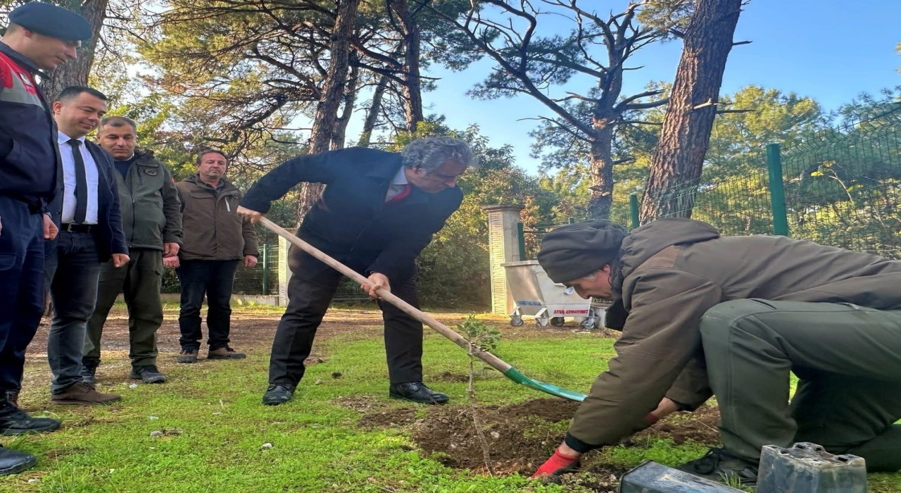 Kaymakam Keklikten sakız ağacı fidanlarına bahar bakımı