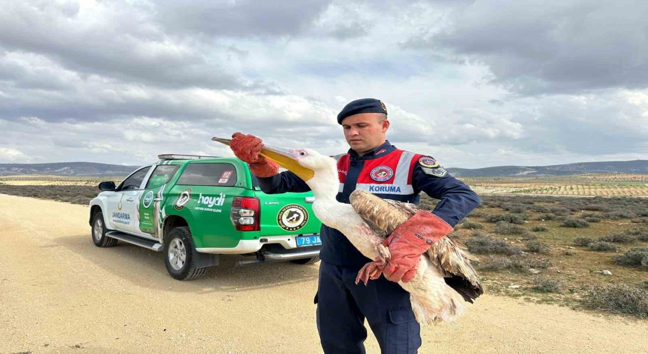 Kiliste yaralı pelikanın imdadına ekipler yetişti