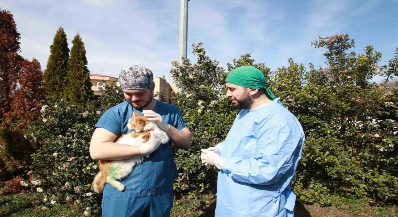 Kırık bacakla geldi, adı Şanslı oldu