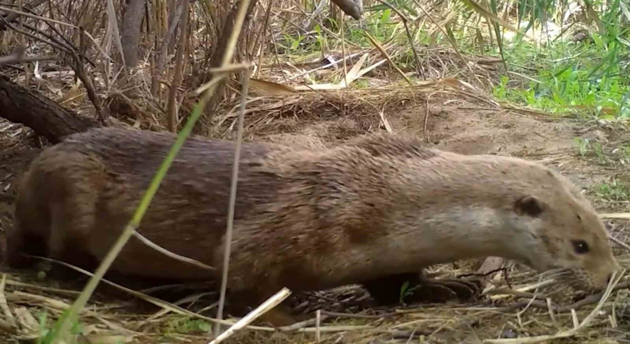 Kırıkkalede su samurları yuvasında görüntülendi