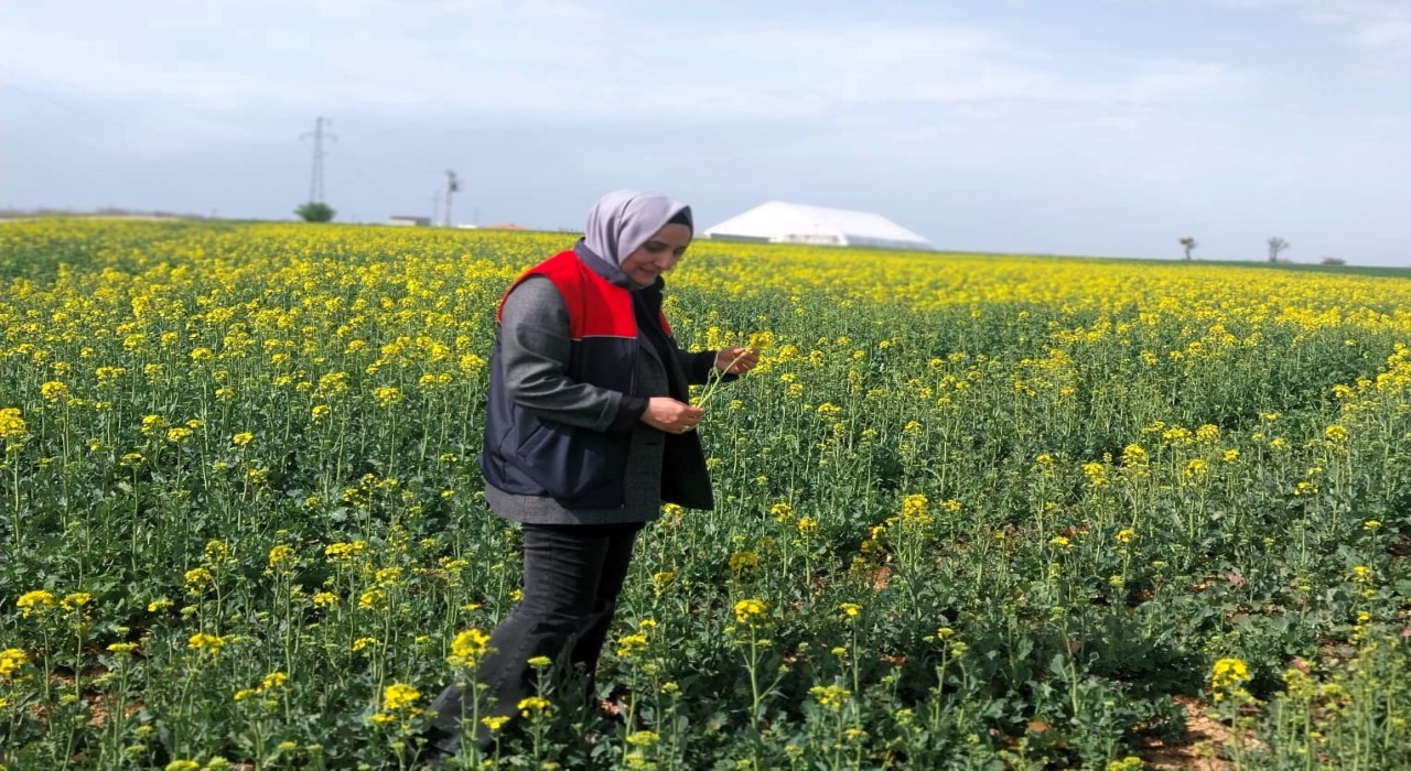 Kırklarelinde kanola ve hububat tarlaları incelendi