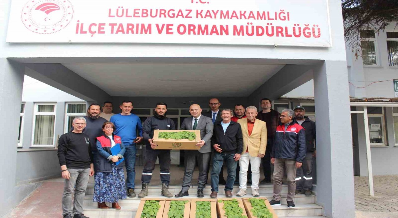 Kırklarelinde üreticilere hıyar fidesi dağıtıldı