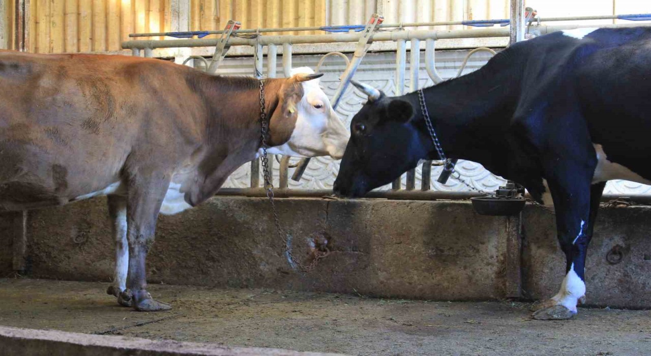 Kırmızı Et Üreticileri Birliği, Güney Amerikadan hayvan ithalatı planlıyor