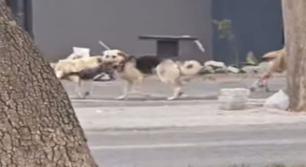 Konyada sahipsiz köpekler kediyi parçaladı
