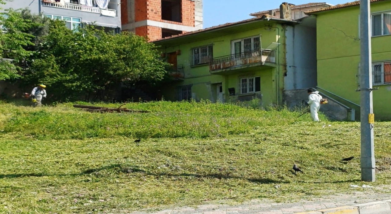 Körfezde yabani otlarla mücadele sürüyor