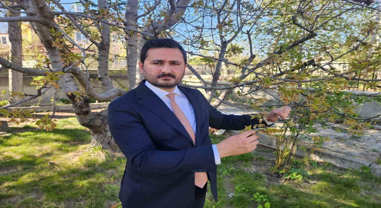 Kraliyet kirazı bu yıl çok az olacak