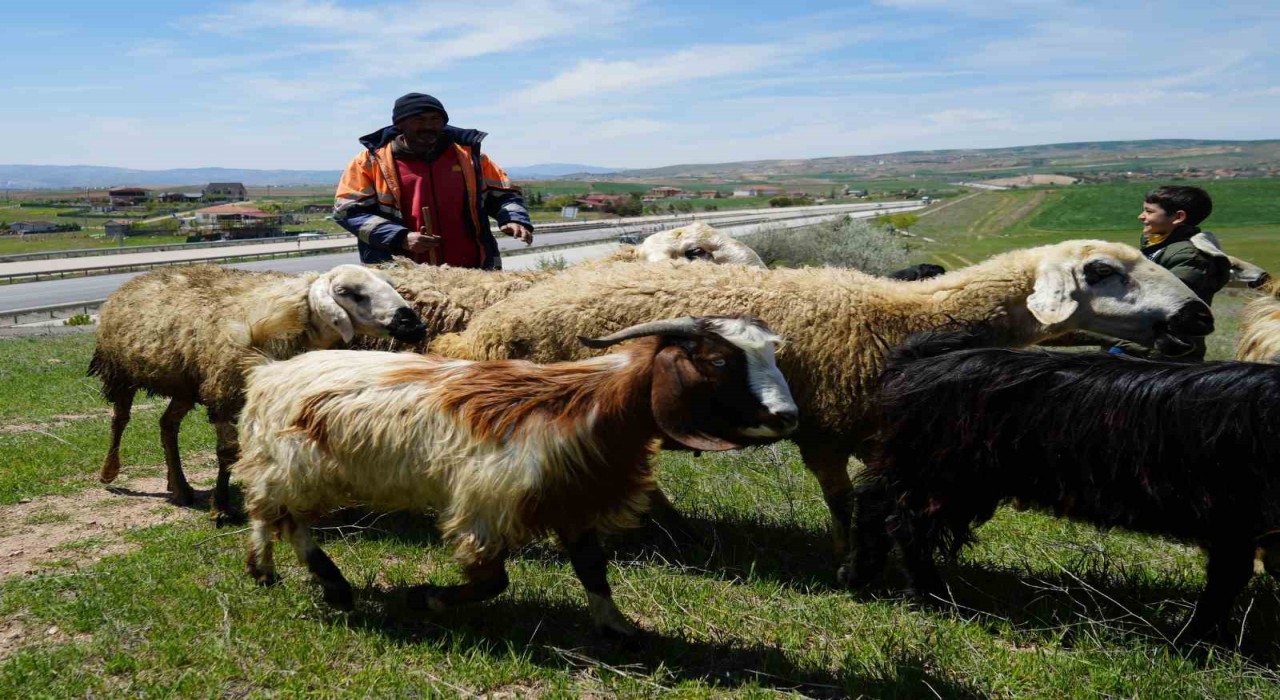 Küçükbaş hayvanların peşinde geçen ömür: Çocuklarımız gibi bakıyoruz