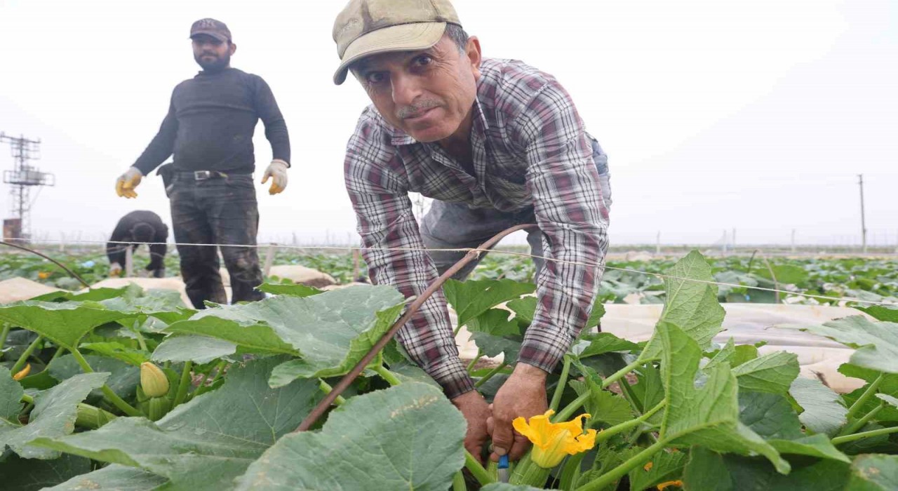 Kuraklık nedeniyle hasadına geç başlanan kabak tarladan 50 TLden alıcı buluyor