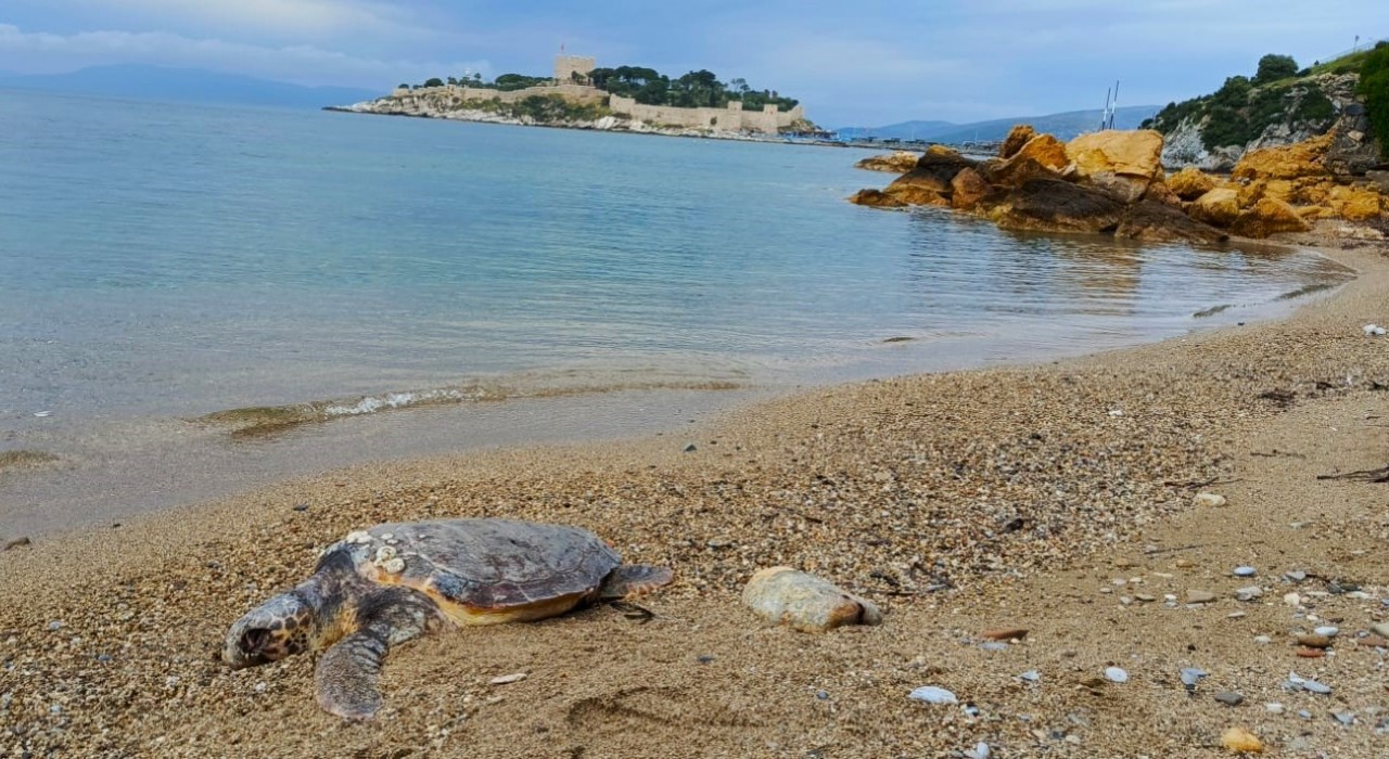Kuşadasında deniz kaplumbağası kıyıya vurdu