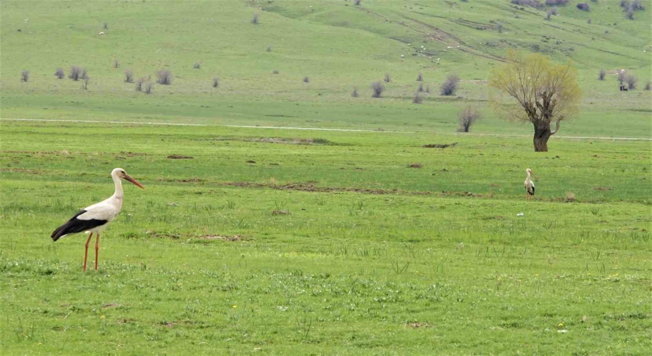Leylekler Muş Ovasına döndü