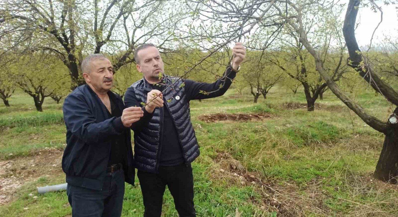 Malatyada kayısıyı dolu vurdu