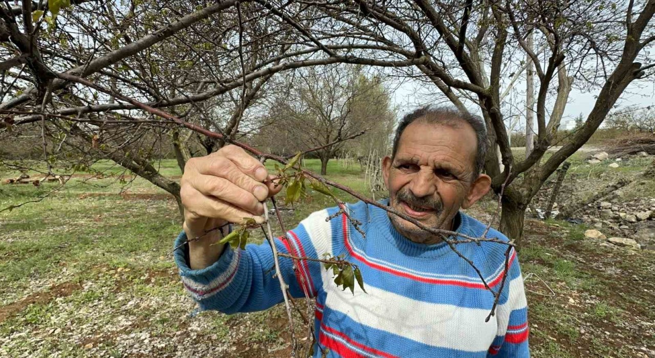 Malatyada zirai don meyve ağaçlarını vurdu