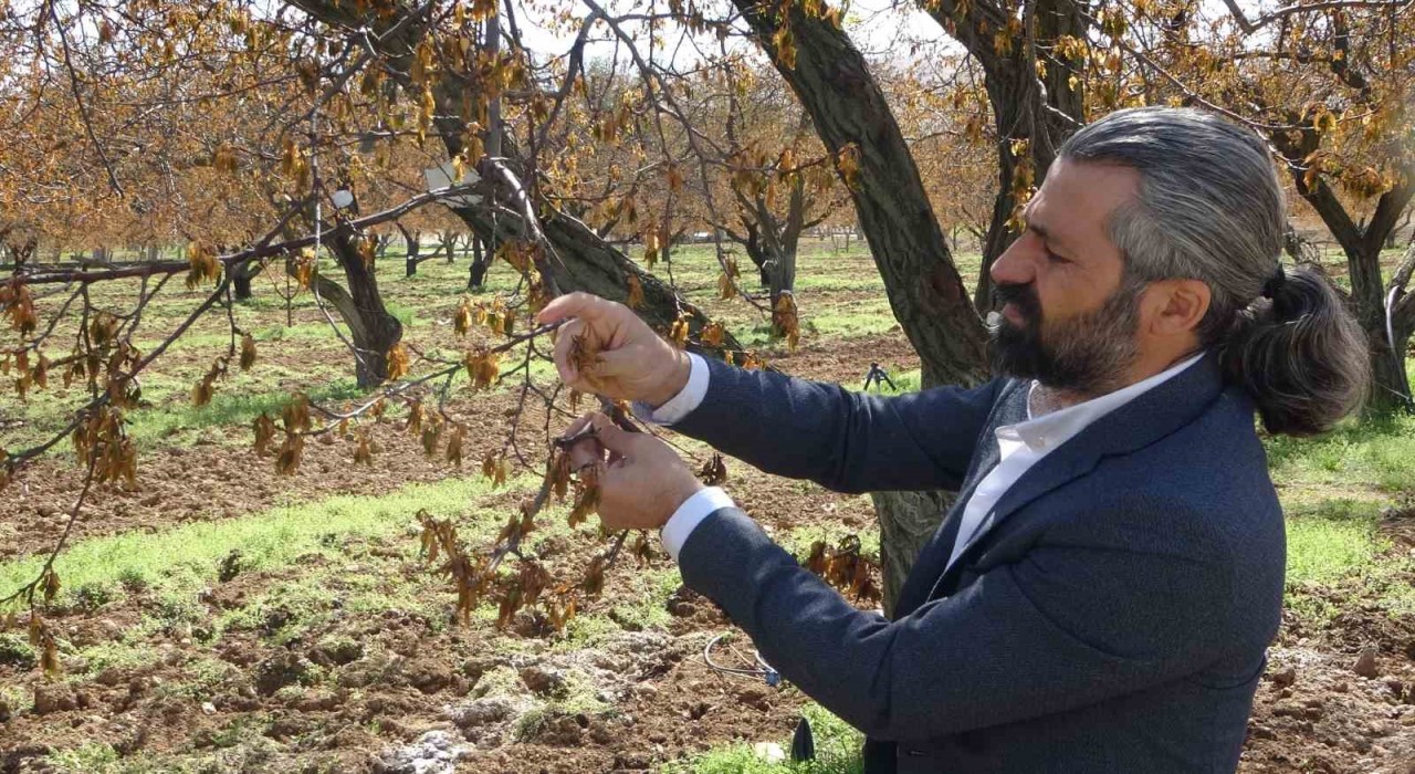 Malatyada zirai dondan etkilenen ağaçlar için uzmanlardan önemli uyarı