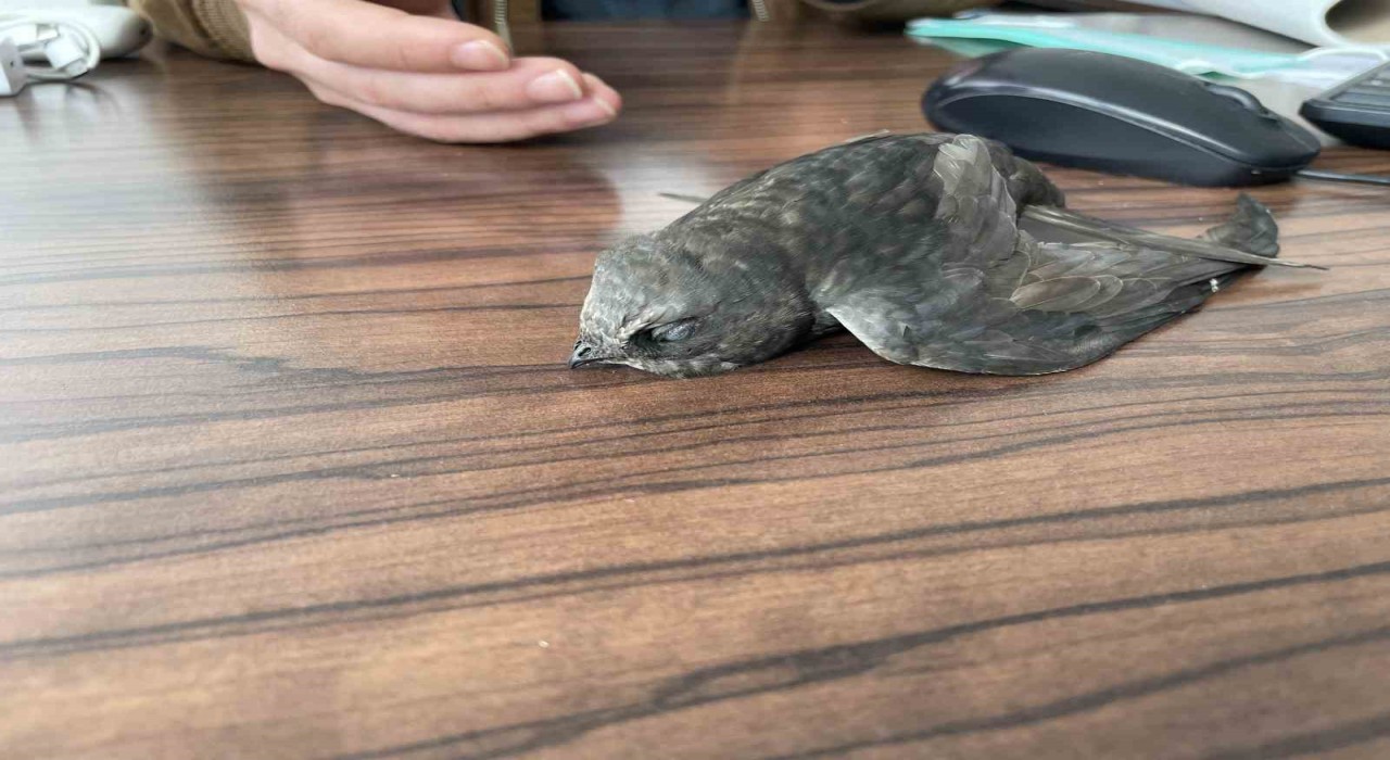 Malazgirtte bitkin halde bulunan ebabil kuşları koruma altına alındı