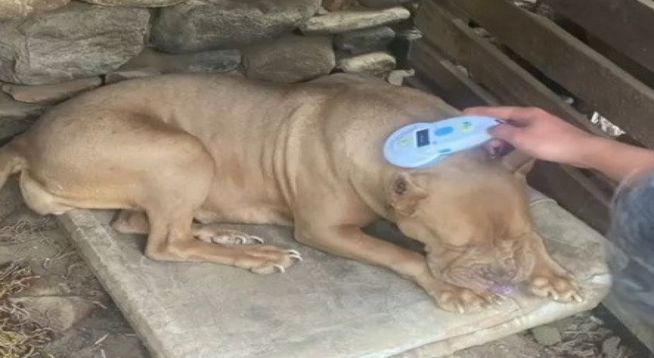 Manisada pitbull besleyen iki kişiye 304 bin lira ceza