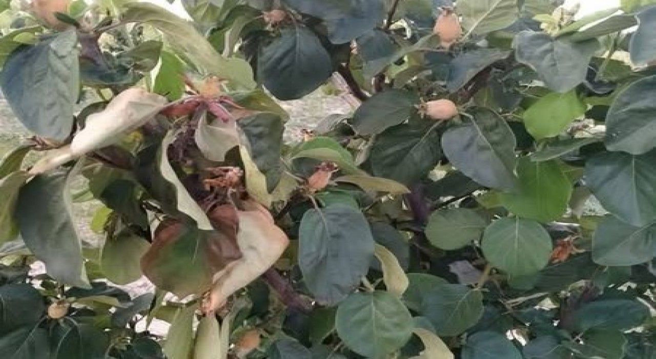 Manisada üreticilere ‘ateş yanığı uyarısı