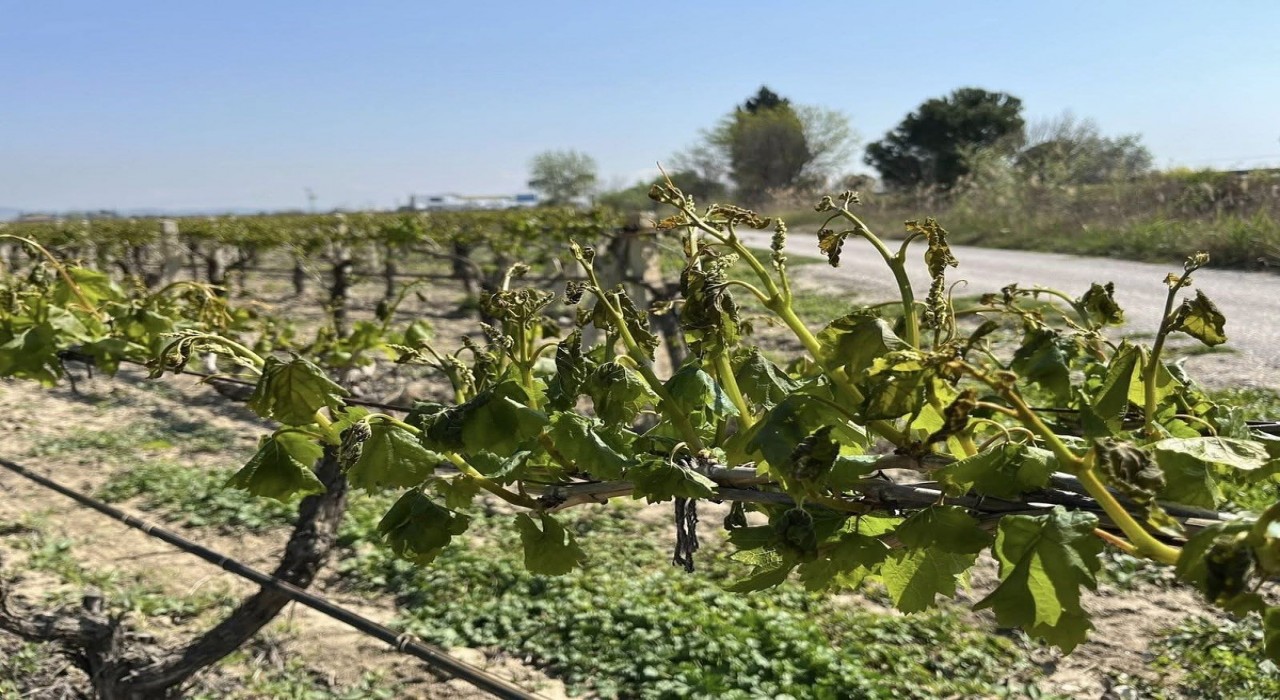 Manisanın 10 ilçesini don vurdu