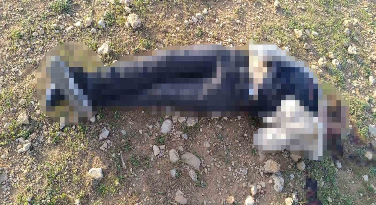 Mardinde 1 kişi silahla vurulmuş halde bulundu