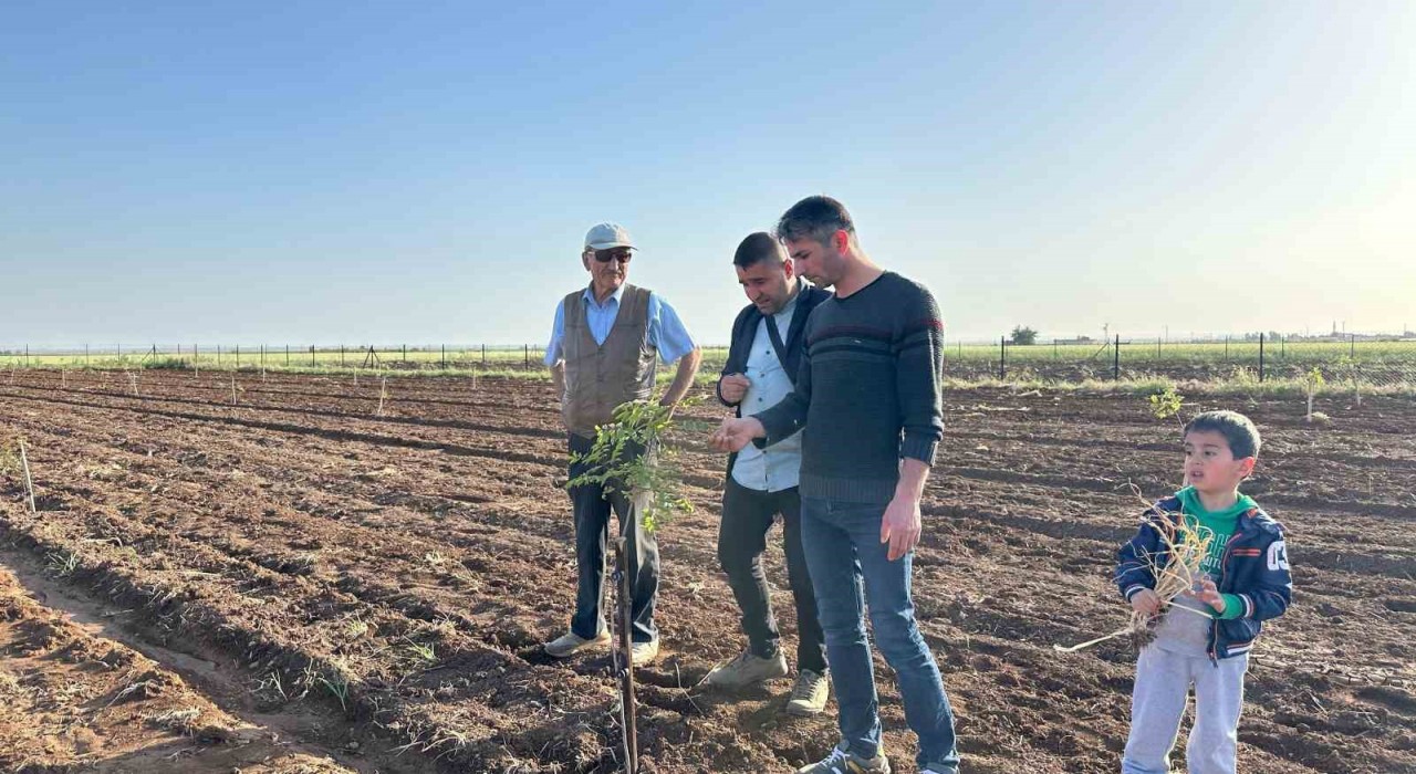 Mardinde fıstık yetiştiriciliğine rağbet artıyor