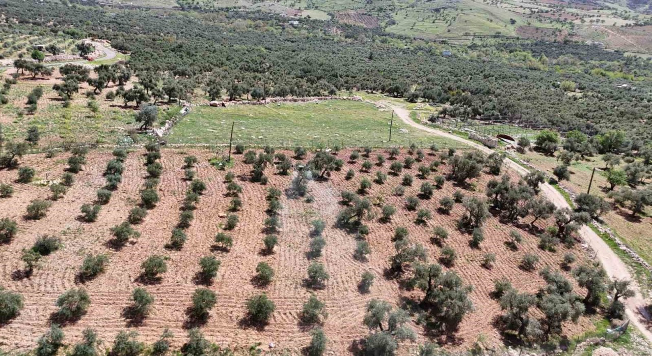 Mardinde zeytin ağaçları için hayati müdahale