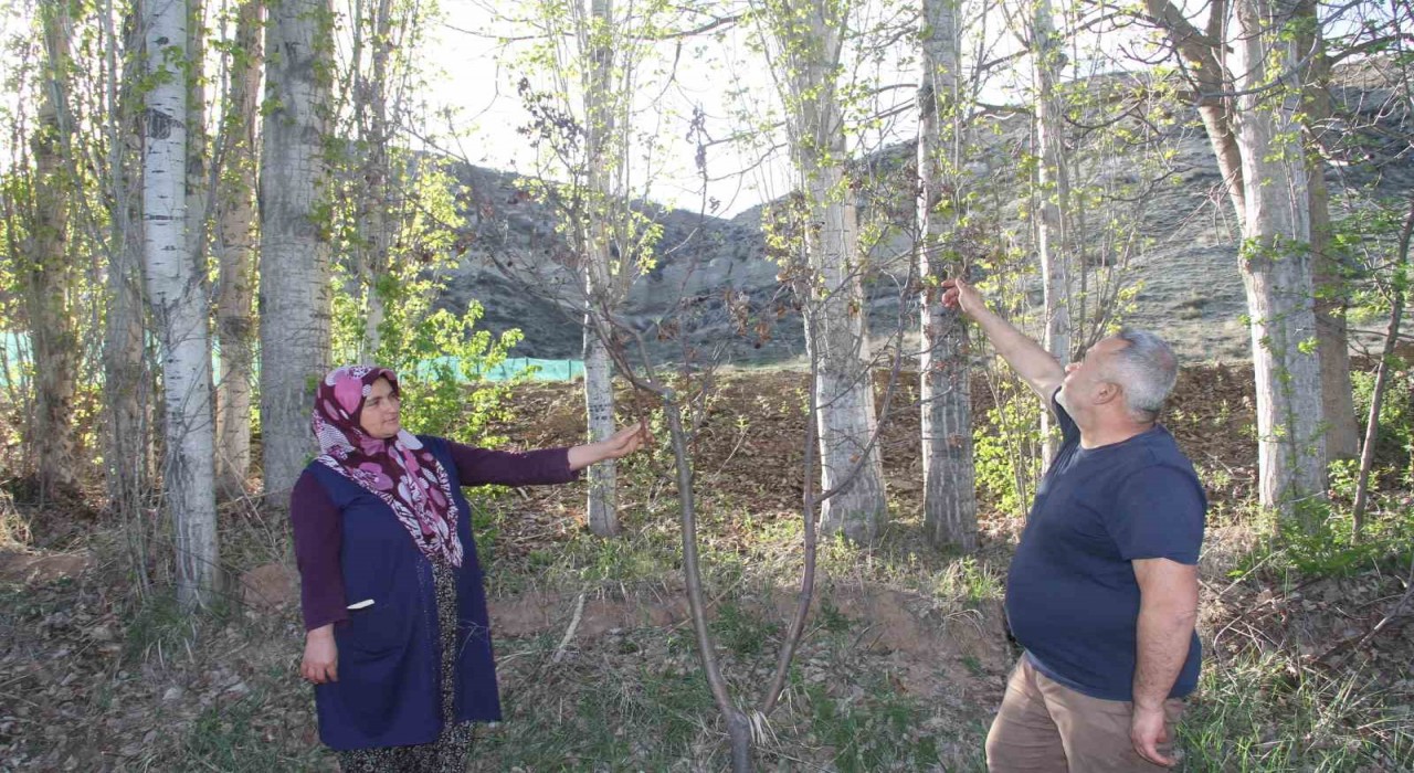 Meyve ağaçları zirai dondan etkilenen çiftçiler, hububattan umutlu