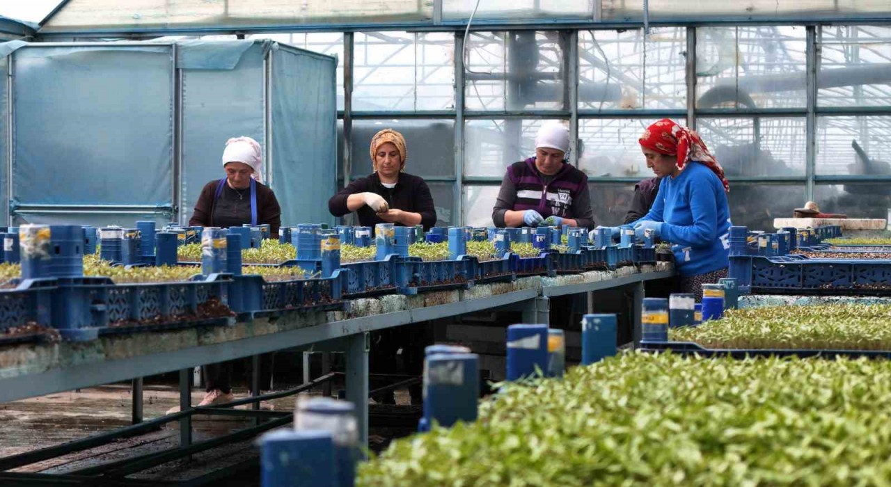 Milyonlarca sebze fidesi profesyonel ellerde üretiliyor