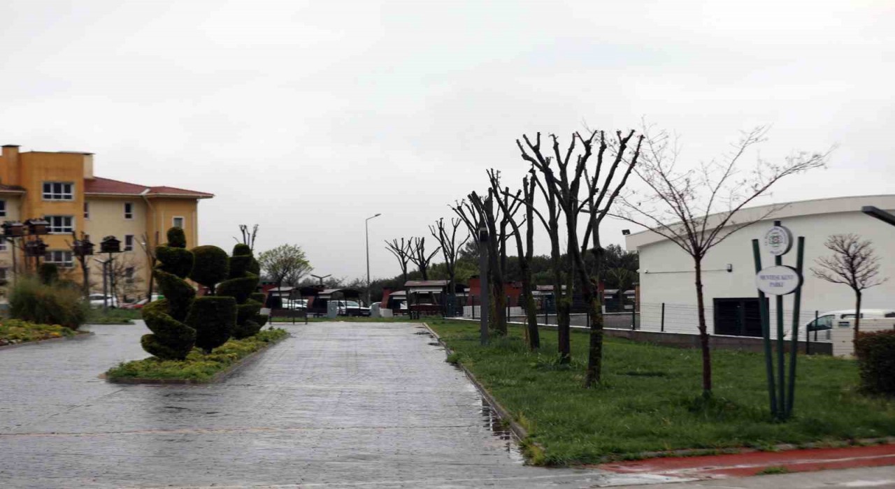 Muğlada ağaçlara gençlik aşısı