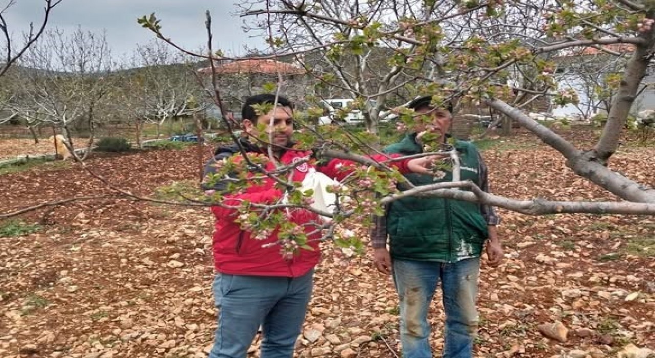 Muğlada don afeti sonrası ön hasar tespit çalışmaları başladı