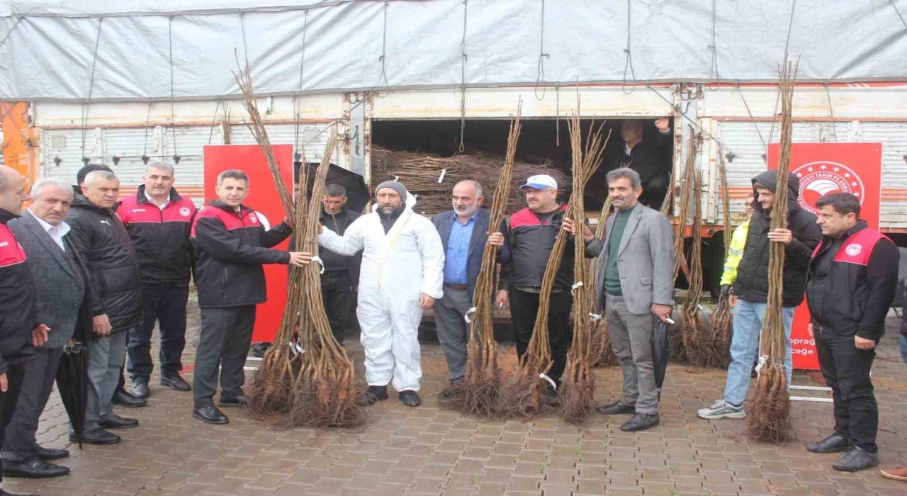 Muşta çiftçilere 6 bin 150 adet ceviz fidanı dağıtıldı