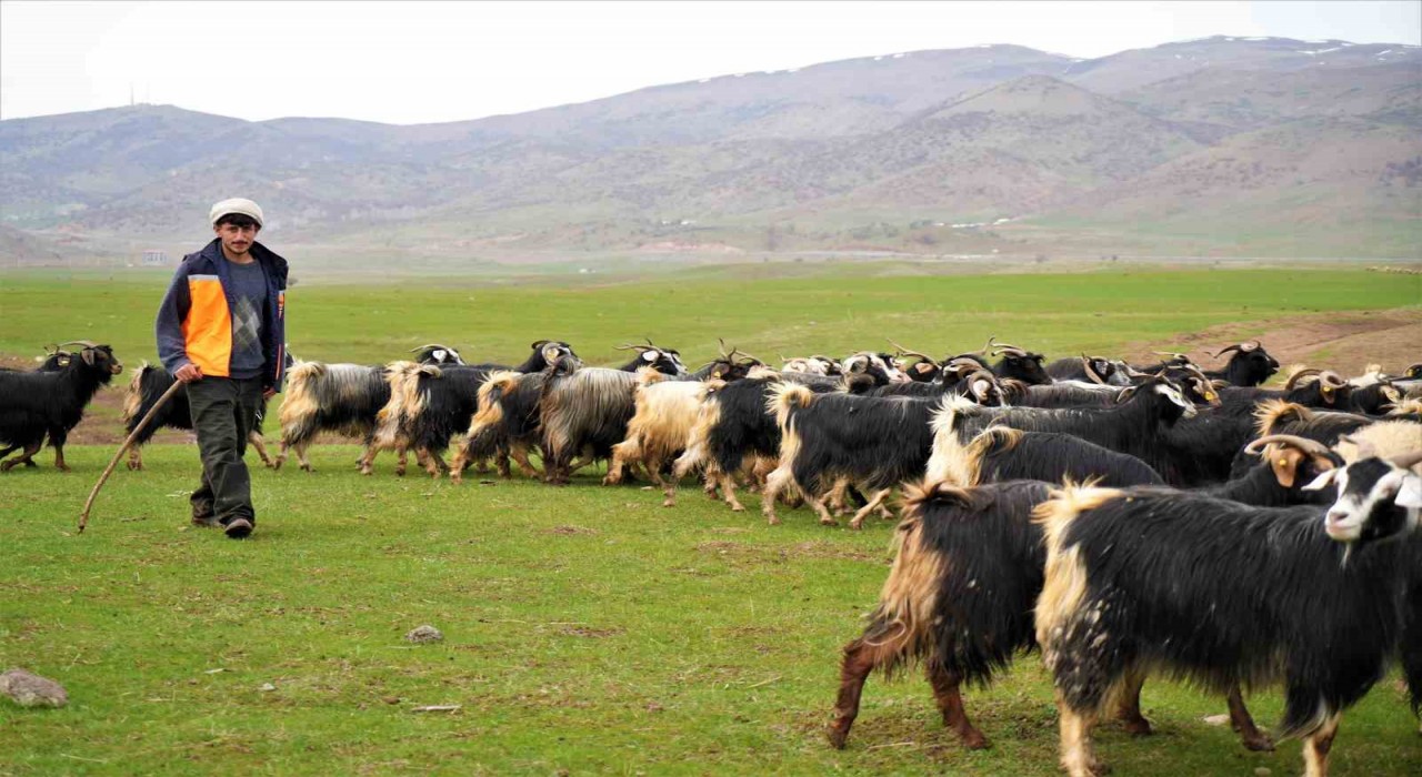 Muşta ilkbaharın gelmesiyle 1 milyon 250 bin hayvan meraya çıkarıldı