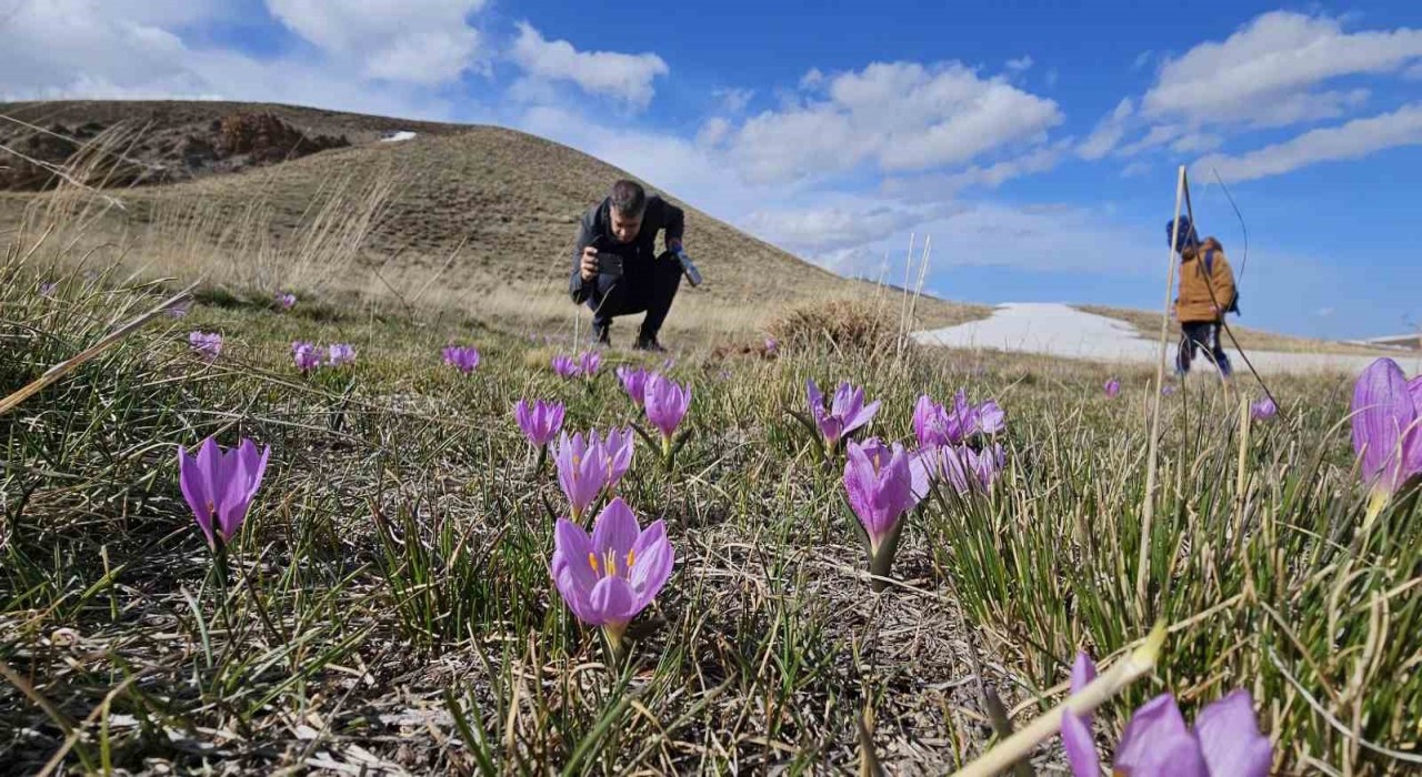 Nemrut Kalderasının mor çiğdemleri çiçek açtı