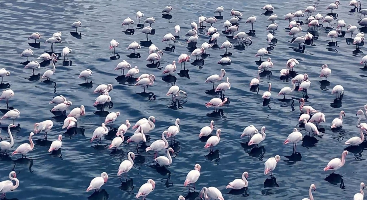 Niğdede flamingoların görsel şöleni havadan görüntülendi