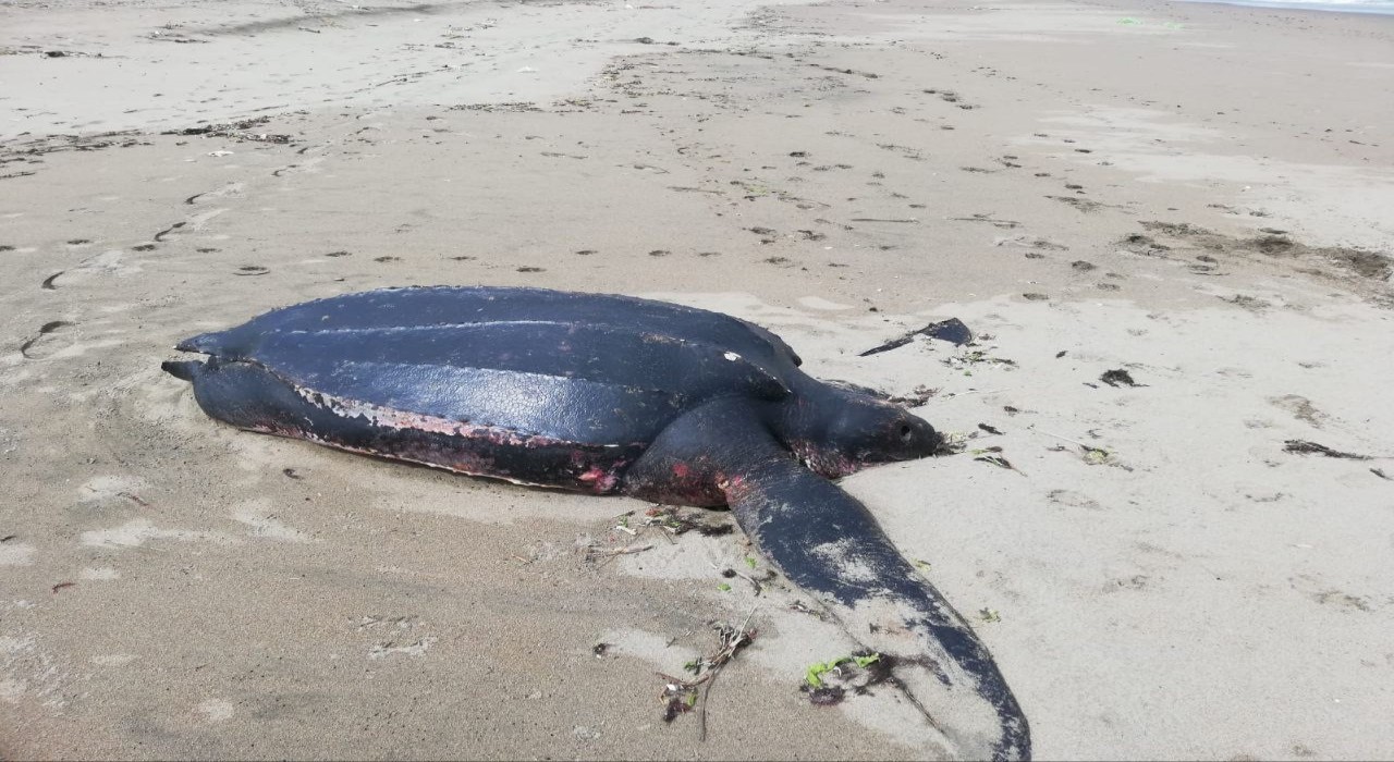 Okyanusların ‘şampiyonu Sakaryada ölü olarak sahile vurdu