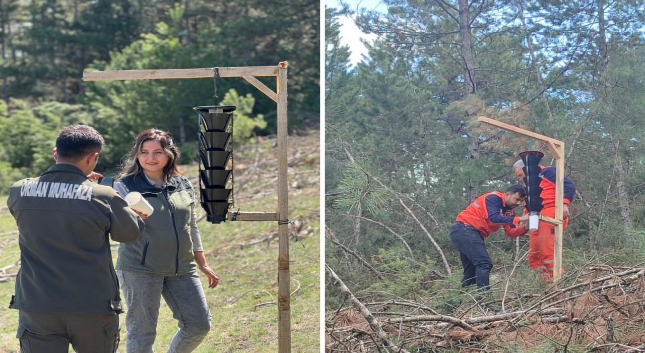Ormanları kurutan böceğe karşı sıkı önlem