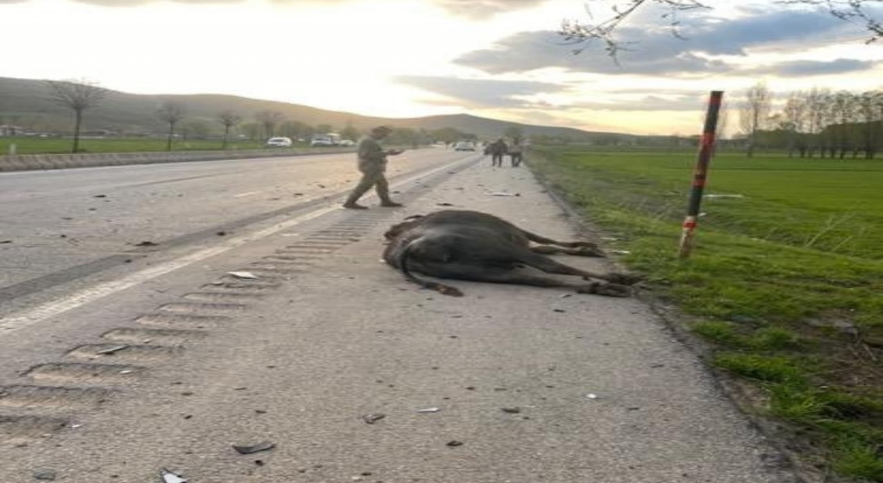 Otomobil hayvana çarptı: 1 yaralı