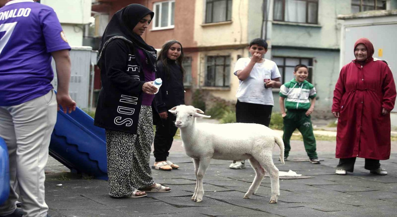 (Özel) Kuzuya evlatları gibi bakıyorlar