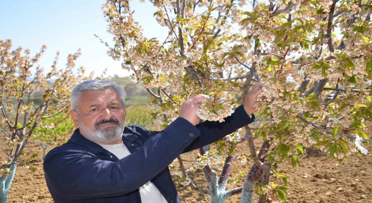 (ÖZEL) Türkiyenin en Erkenci kirazını da don vurdu