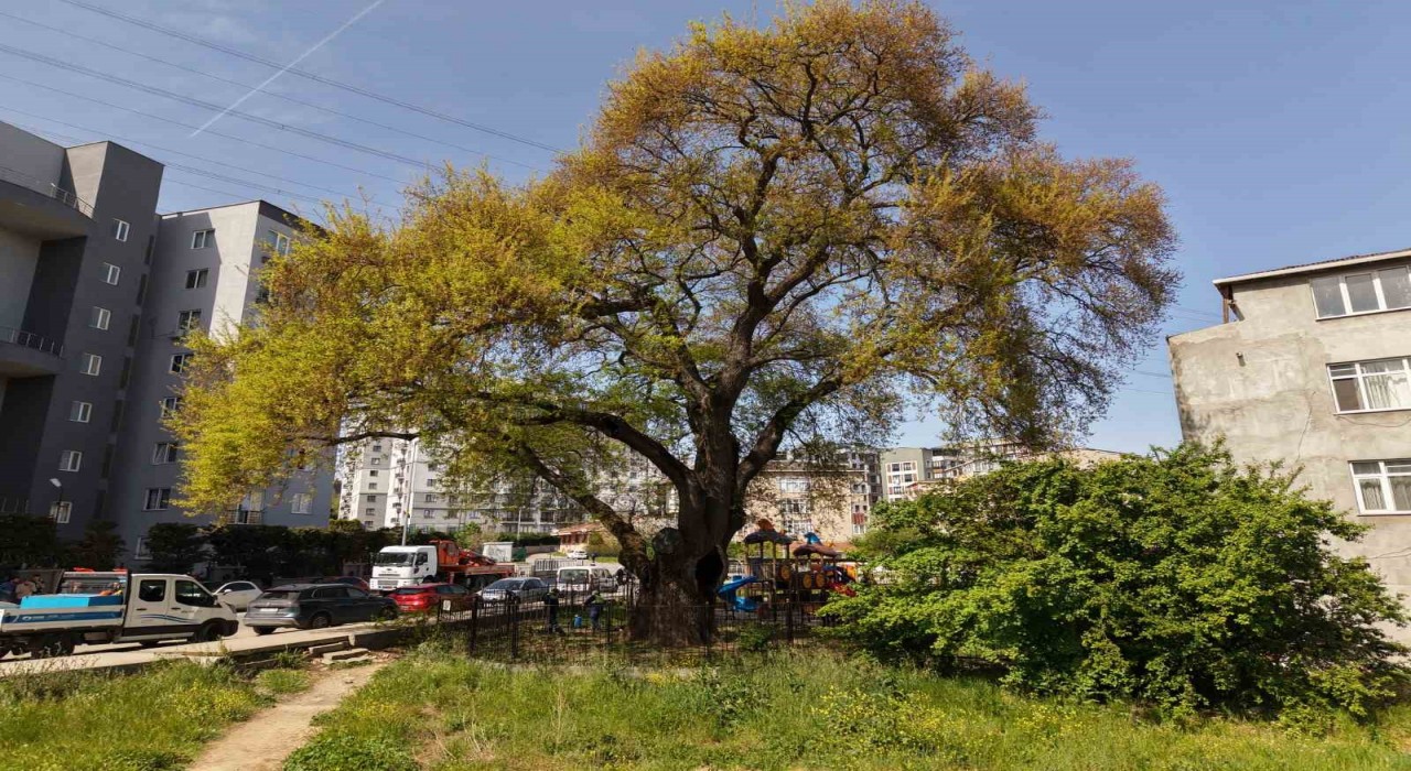 Pendikte tarihe kök salan 400 yıllık ağaca özel bakım yapılıyor