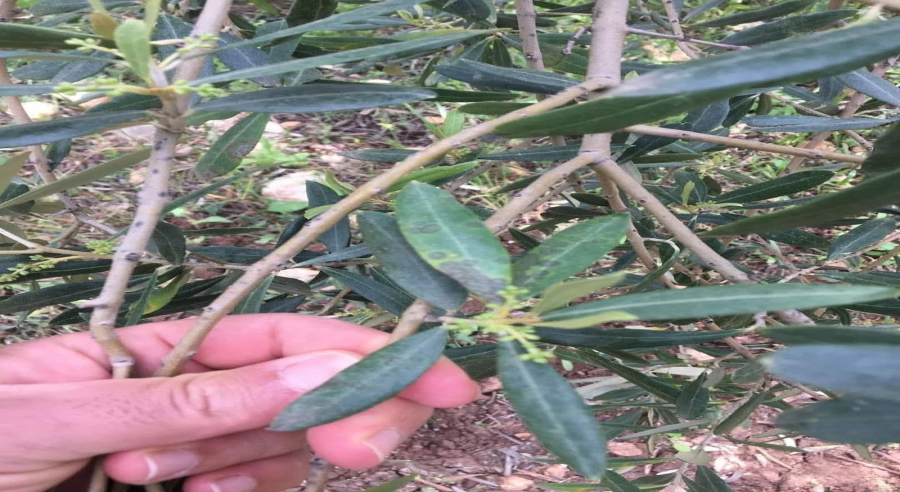 Salihlide zeytin üreticilerine ‘halkalı leke uyarısı