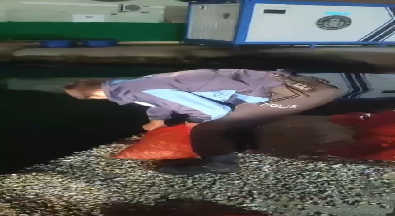 Samsunda 1 ton 300 kilo kaçak midye ele geçirildi