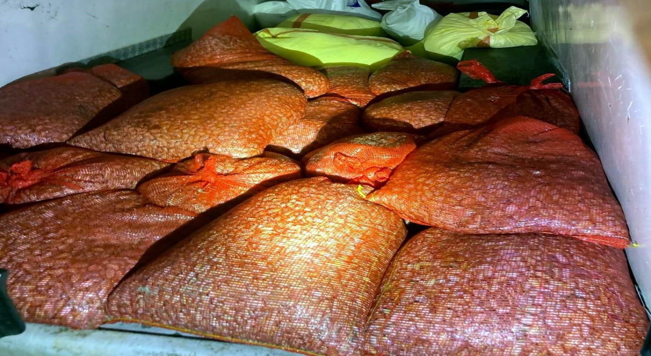 Samsunda kaçak avlanan 1 ton midye denize geri bırakıldı