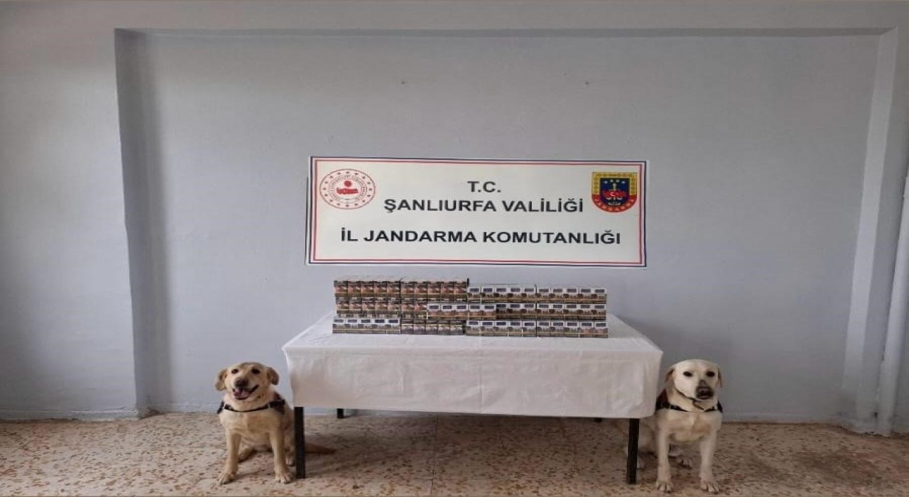 Şanlıurfada bin 720 paket kaçak sigara ele geçirildi
