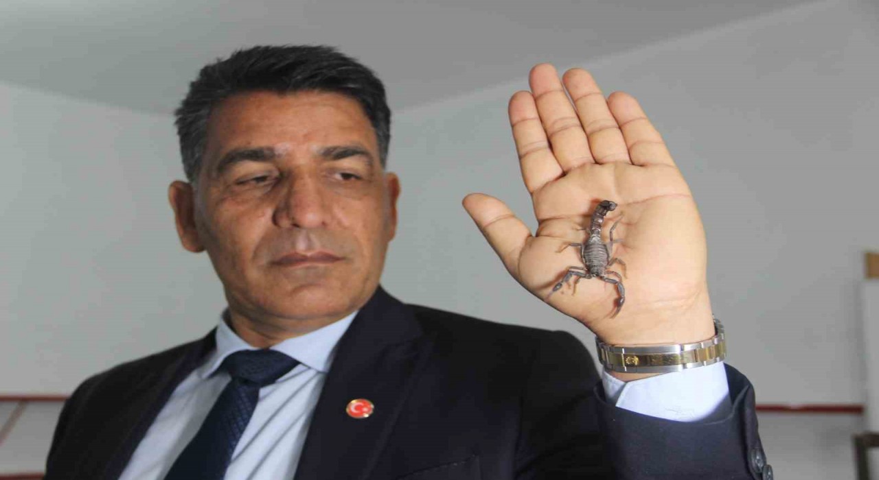 Şanlıurfalı akrep üreticisinden, bakanlığın Anadolu akreplerini koruma kararına destek